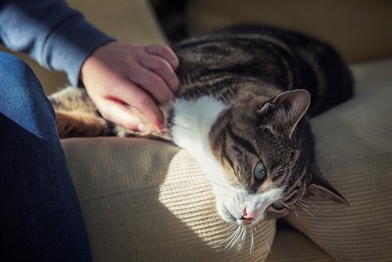 Eine Katze mit Diabetes liegt antriebslos auf einem Sofa