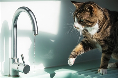 Eine Katze mit Diabetes trinkt aus einem Wasserhahn