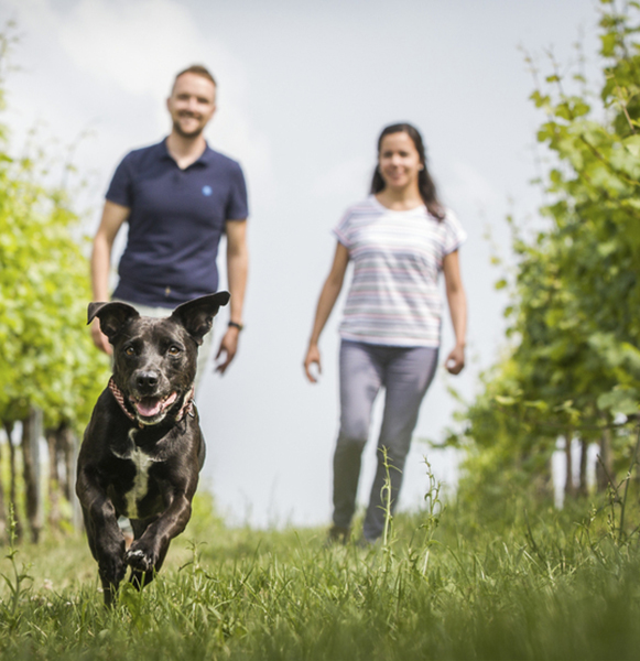 Leben mit Diabetes beim Hund