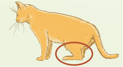Katze Hinterlauf Knickt Weg Katze Hinterlauf Knickt Weg